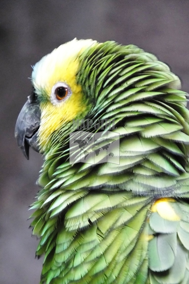 "Blue-Fronted Amazon Parrot" by Mapgirl - $12.55 "Blue-Fronted Amazon Parrot" stock image