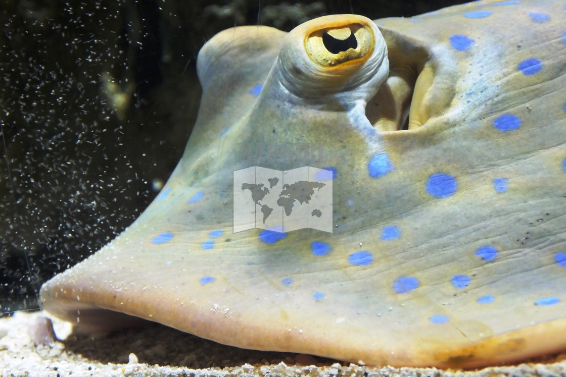 "Bluespotted Ribbontail Ray" by Mapgirl - $12.55 "Bluespotted Ribbontail Ray" stock image