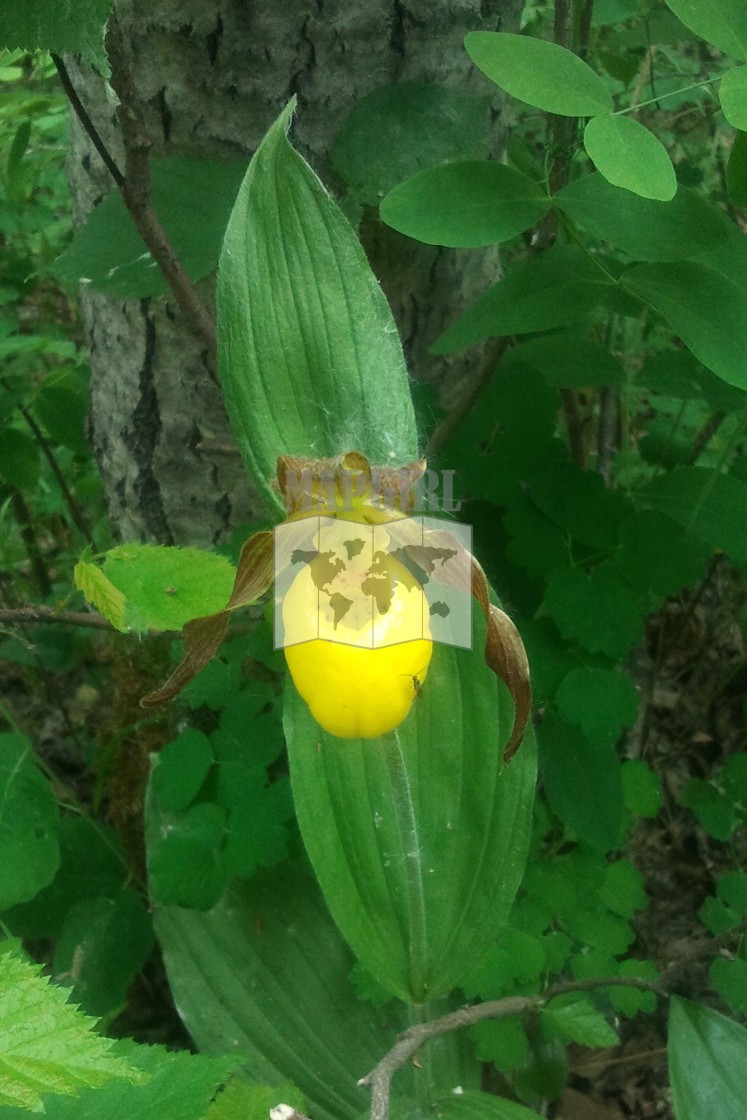 "Yellow Lady Slipper" stock image