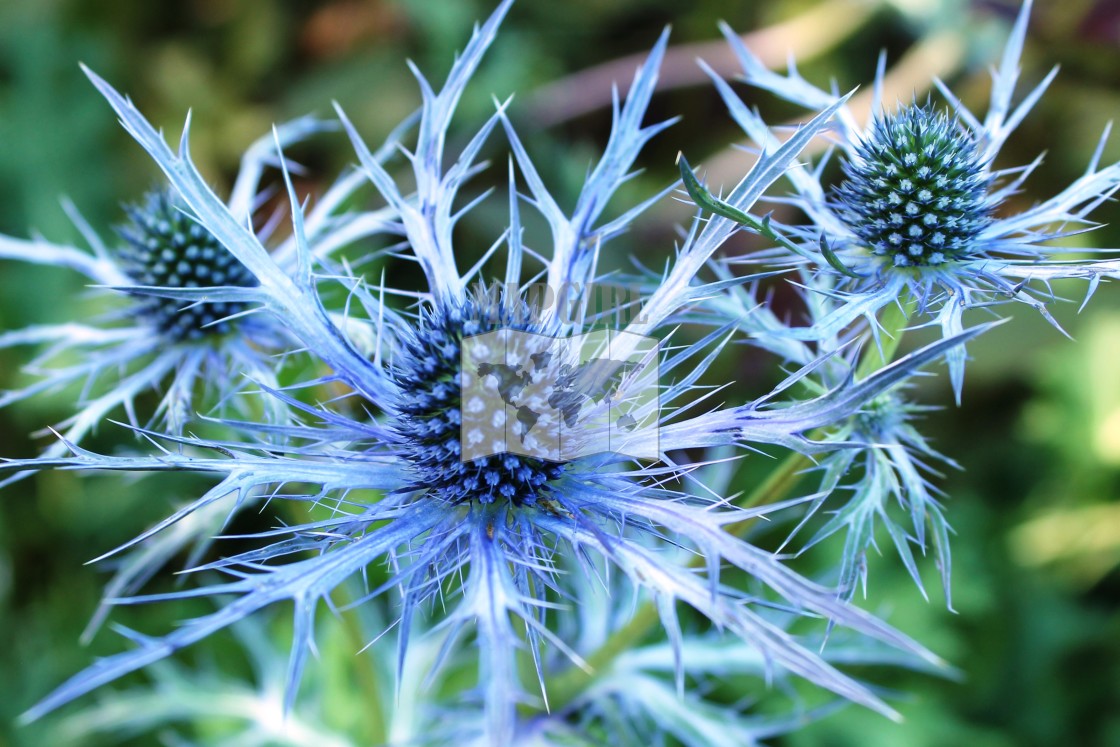 "Oxford Blue" stock image