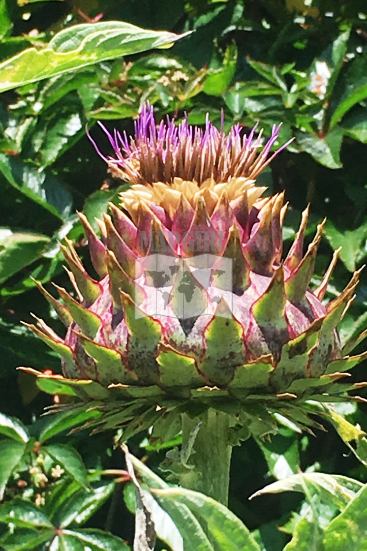 "Artichoke thistle" stock image