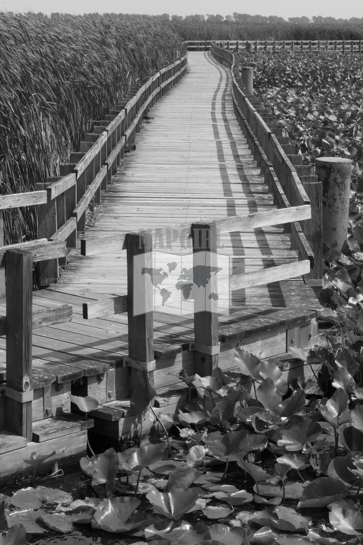 "Point Pelee Boardwalk" stock image