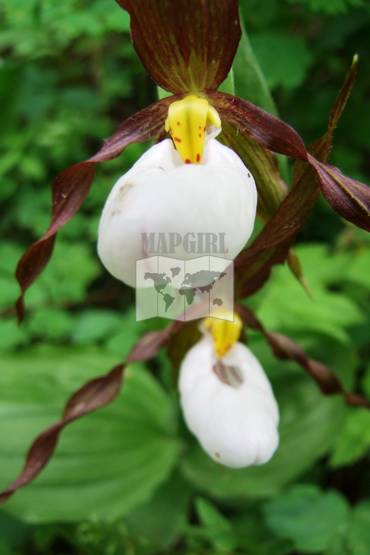 "White Lady Slipper" stock image