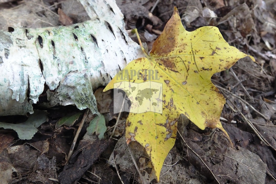 "Fall Leaf" stock image