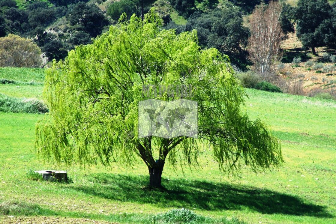 "Lone Tree" stock image