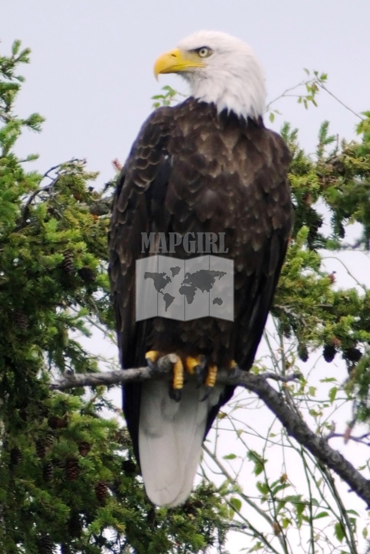 "Eagle Perch" stock image