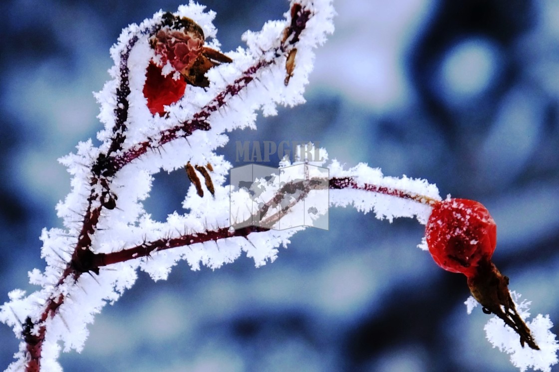 "Frost Tipped Rose-Hip" stock image