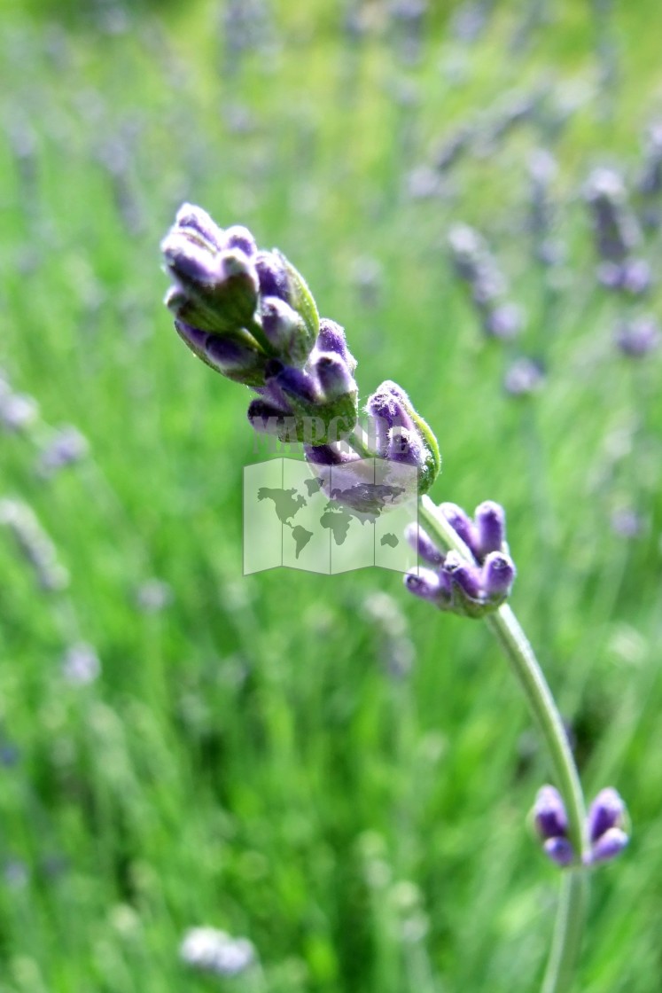 "Curved wildflower" stock image