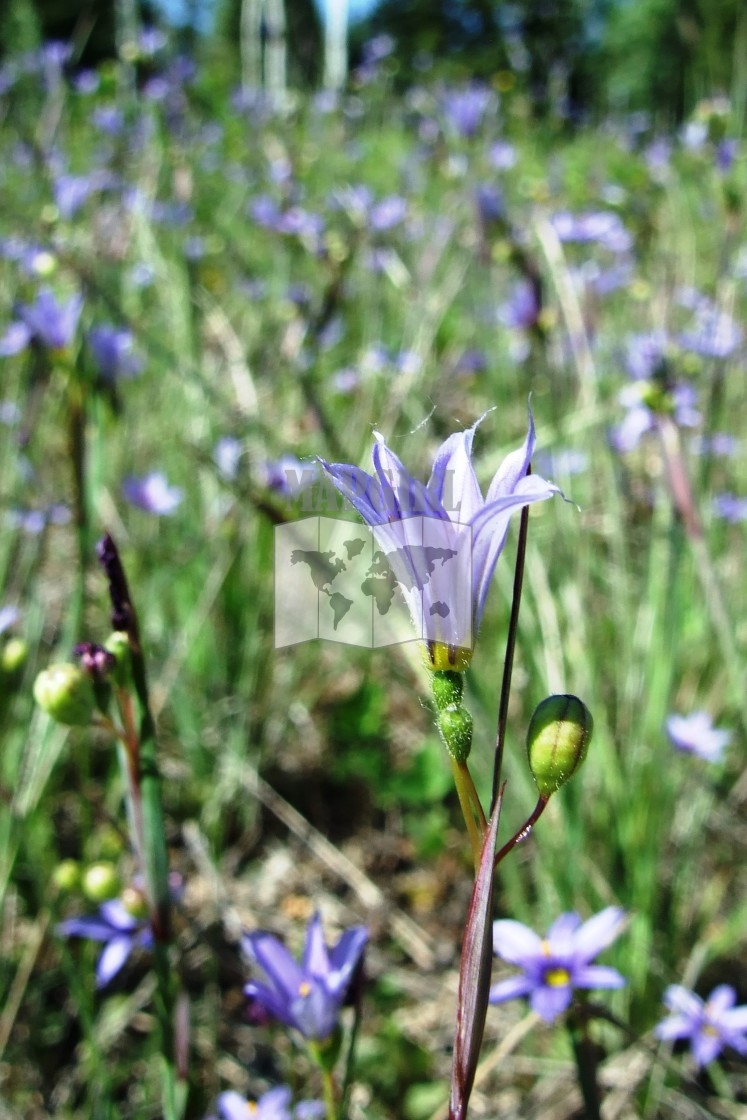 "Common Blue-Eyed Grass" stock image