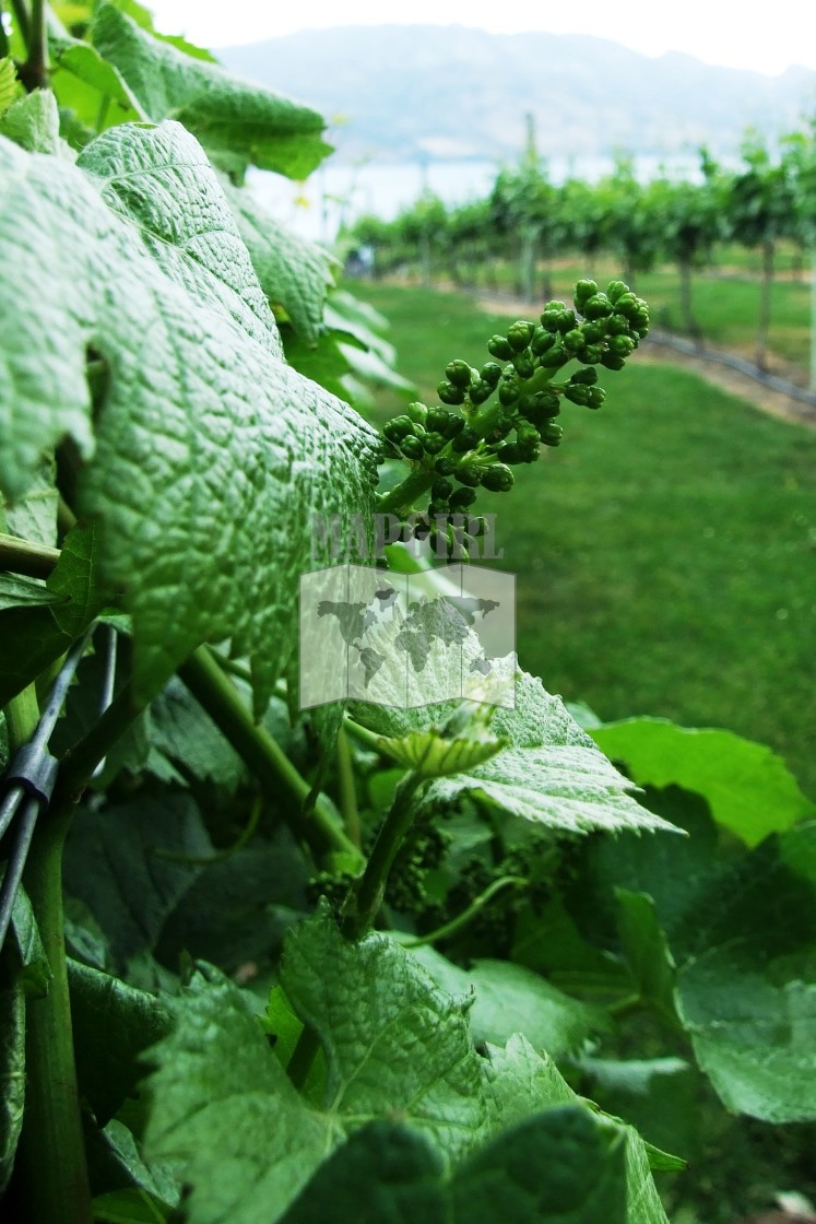 "Baby Grapes" stock image