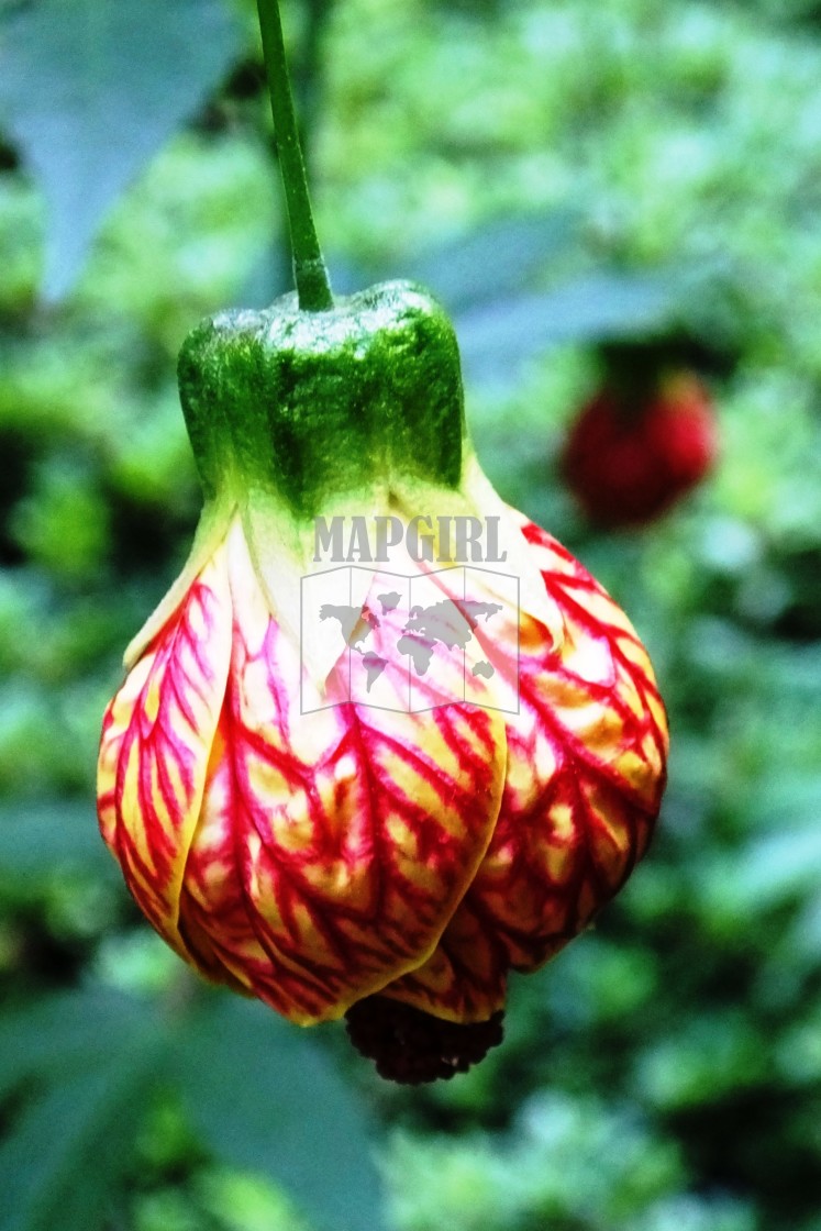 "Painted Indian Mallow" stock image