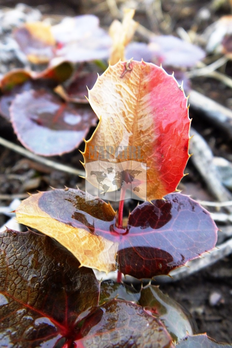 "Leaf Puddle" stock image