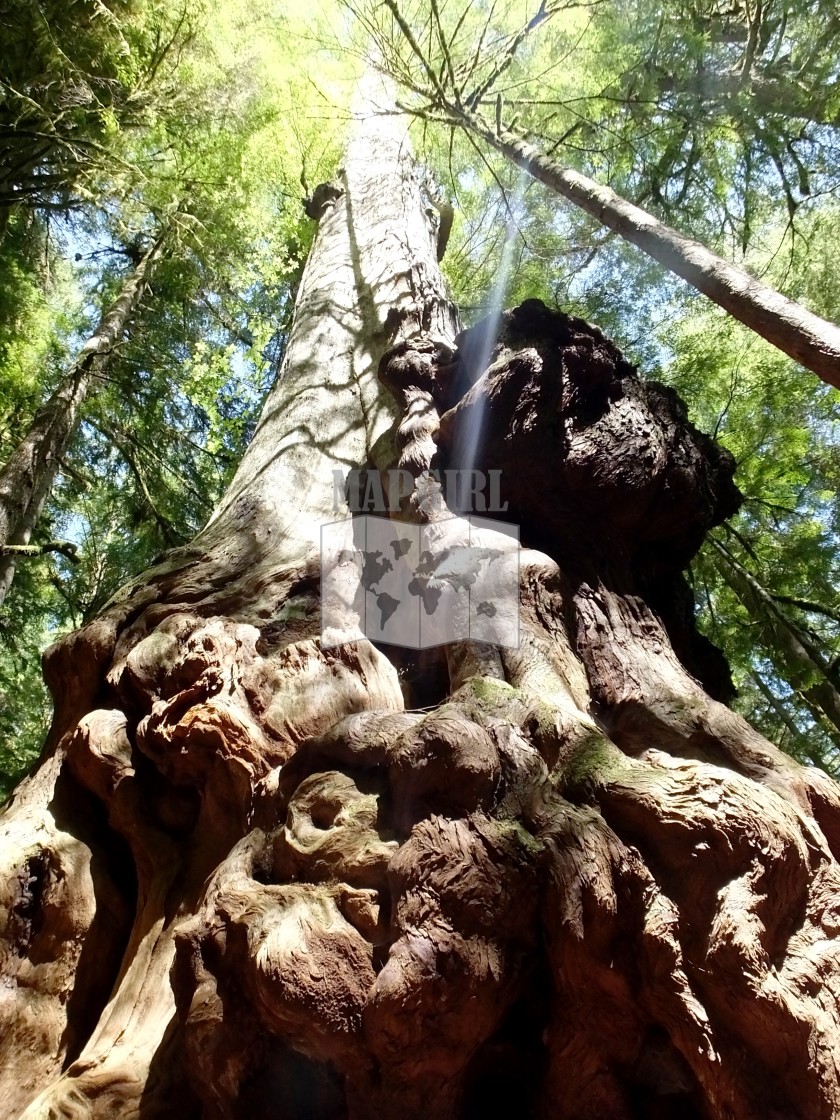 "Gnarliest Tree" stock image