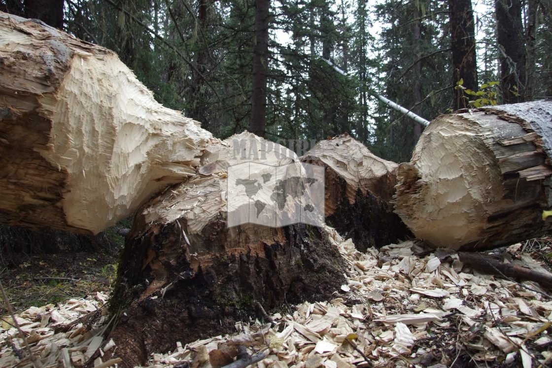 "Beaver Damage" stock image