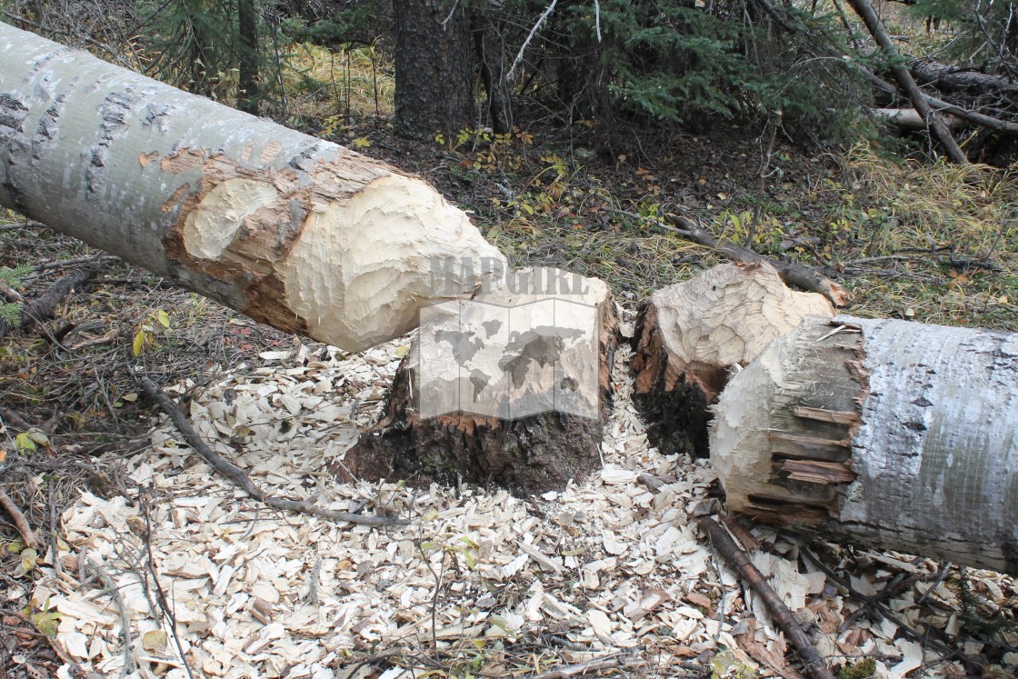 "Beaver Destruction" stock image