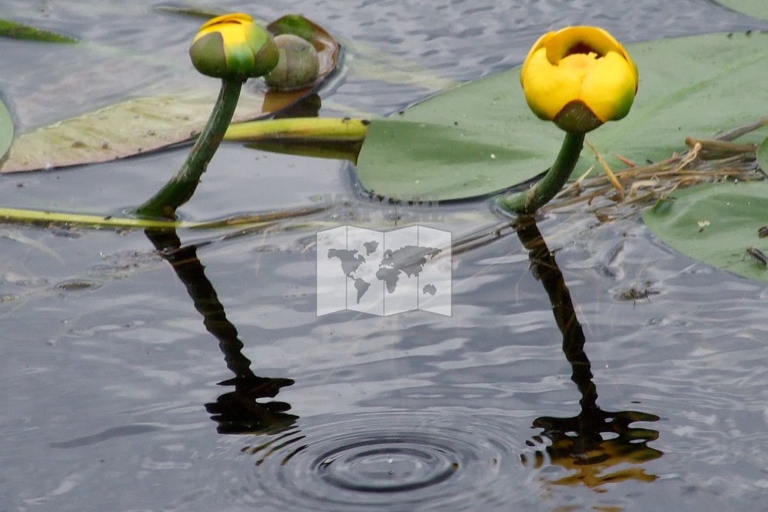 "Water Lily Reflection" stock image