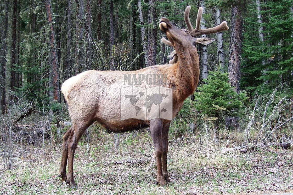 "Bugling Elk" stock image