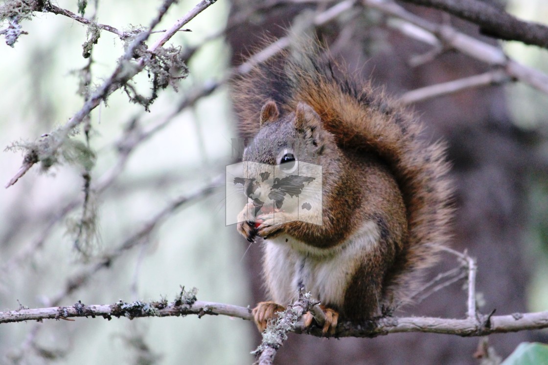 "Squirrel" stock image