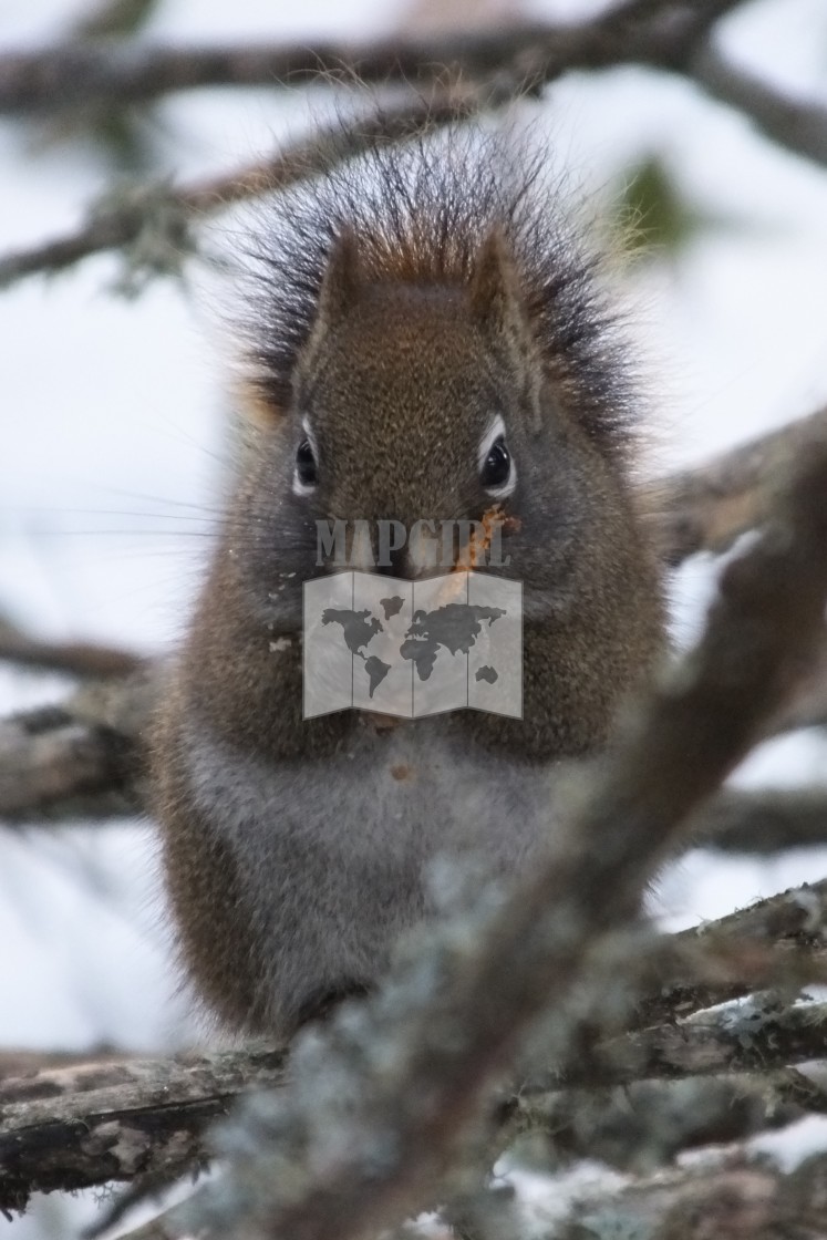 "Tufty" stock image