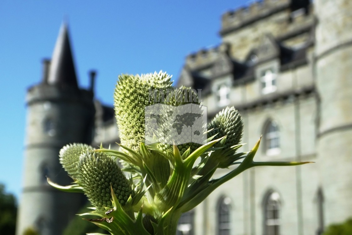 "Inveraray Castle and Thistle" stock image