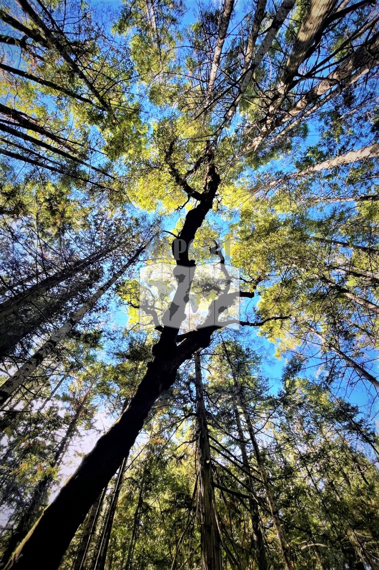 "Reach to the sky" stock image