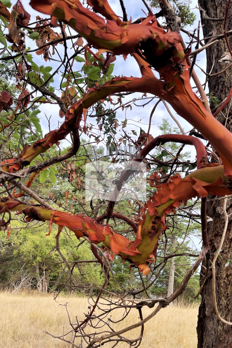 "Arbutus Tree on Mayne Island" stock image