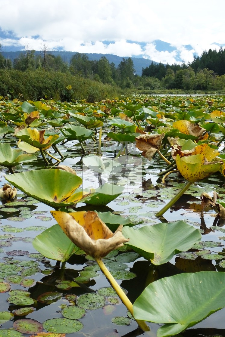 "Lilypad" stock image