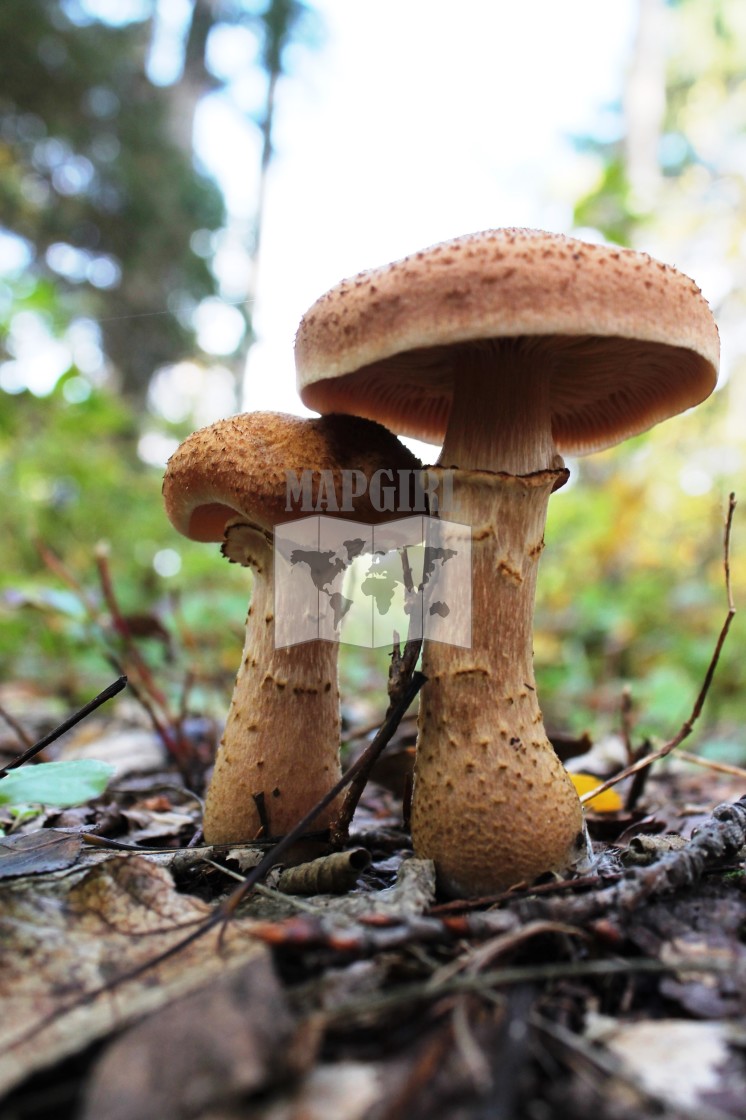 "Wild Mushrooms" stock image