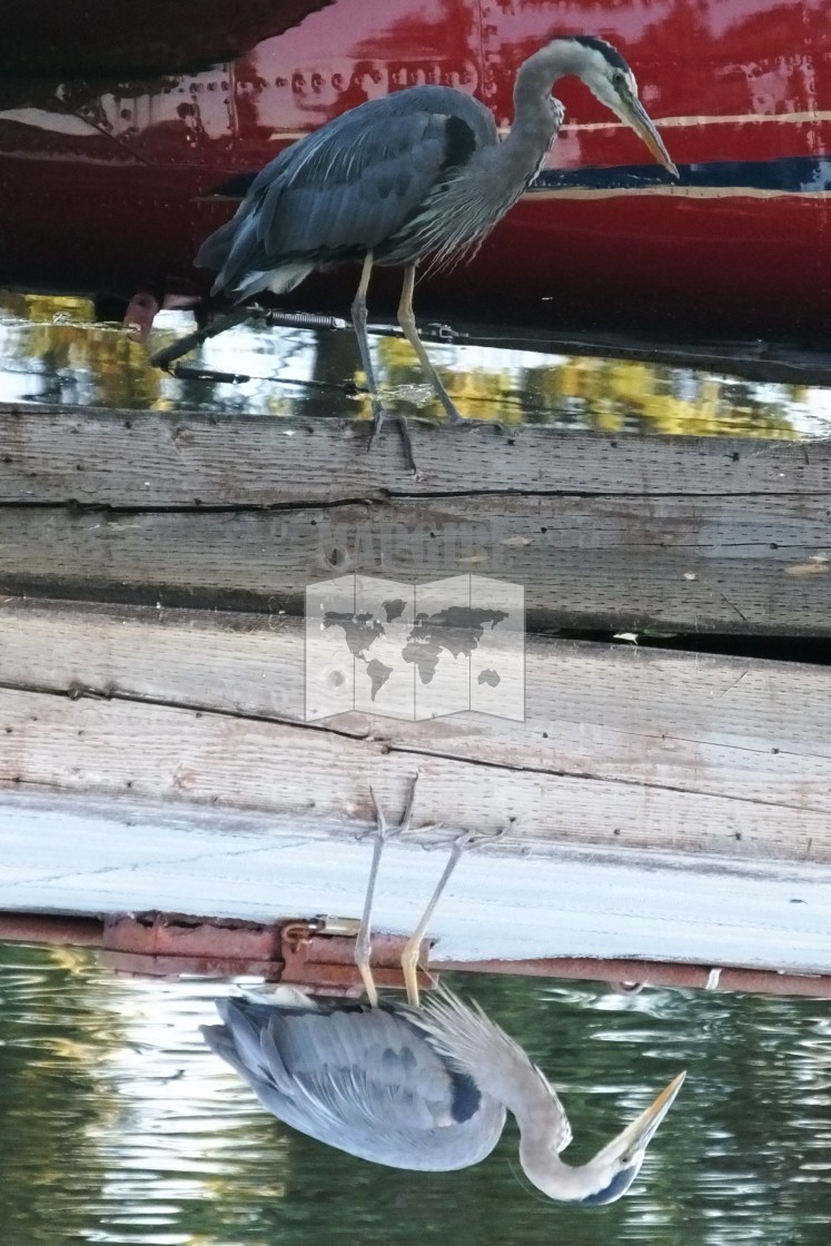 "Great Blue Heron Reflection" stock image