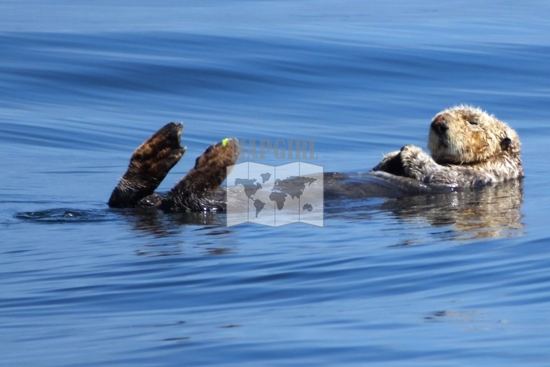 "Sleepy Sea Otter" stock image