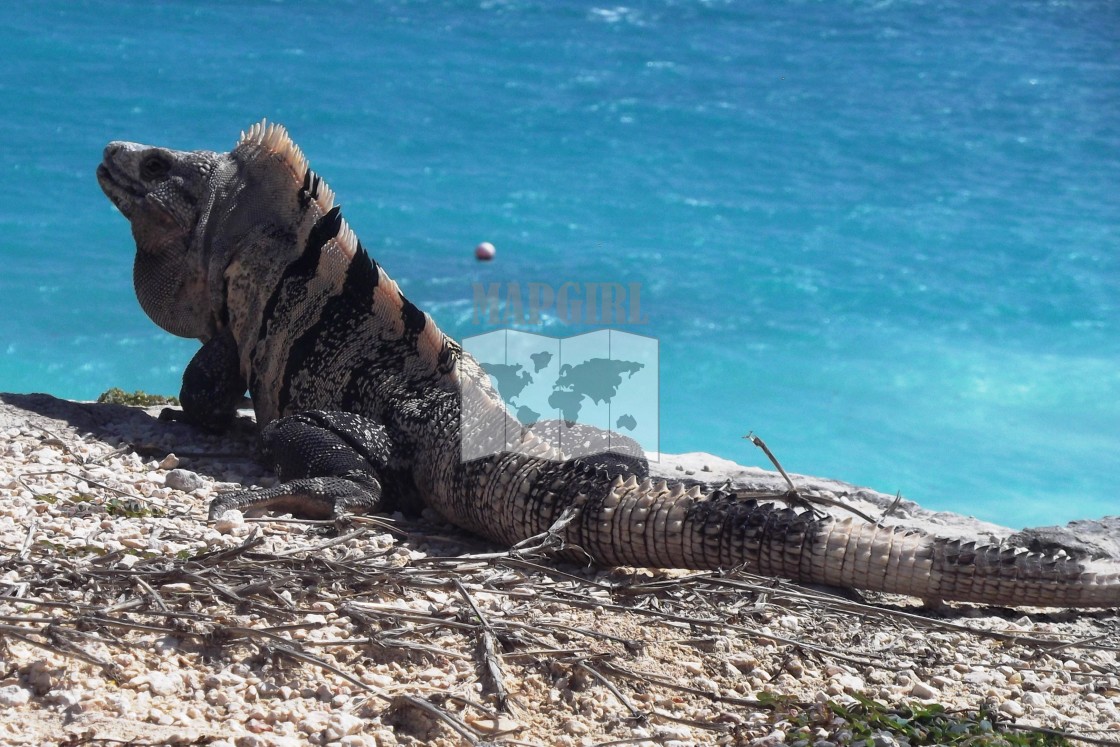 "Iguana overlooking the sea" stock image