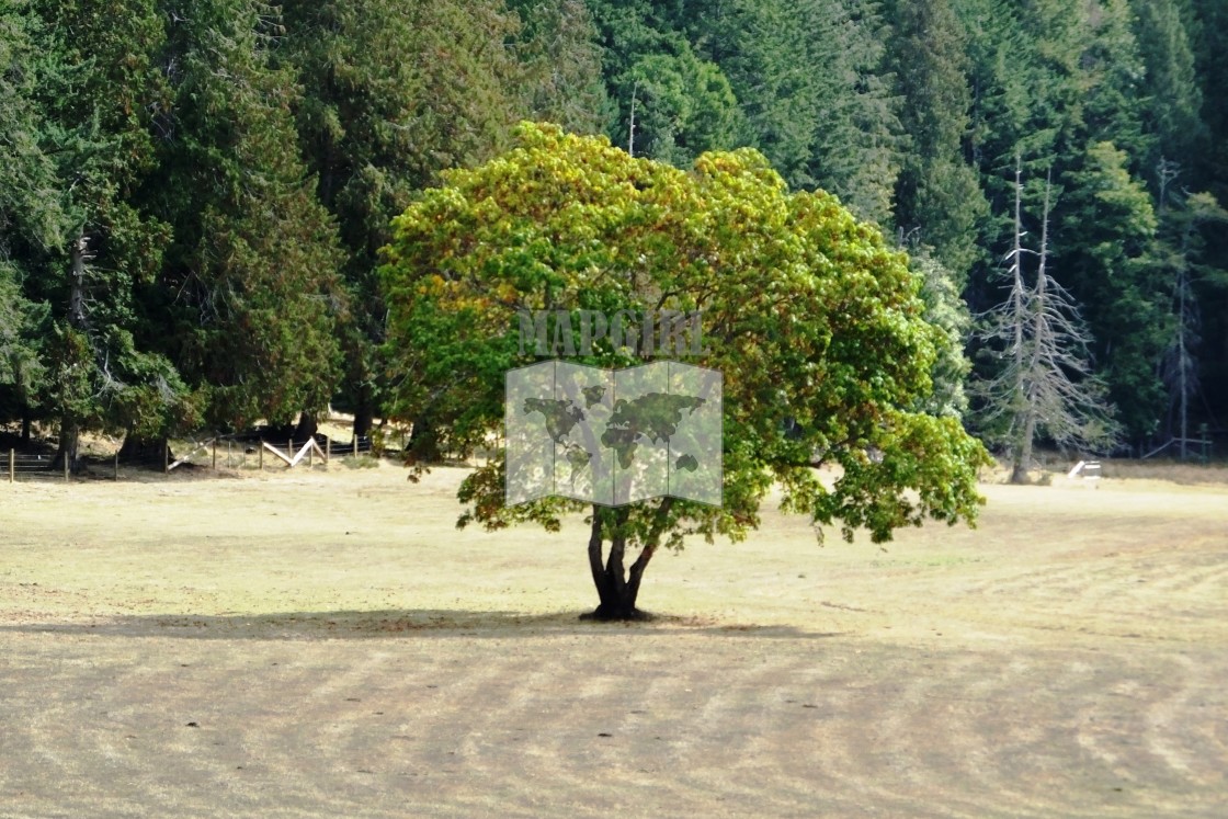 "Sunlit tree" stock image