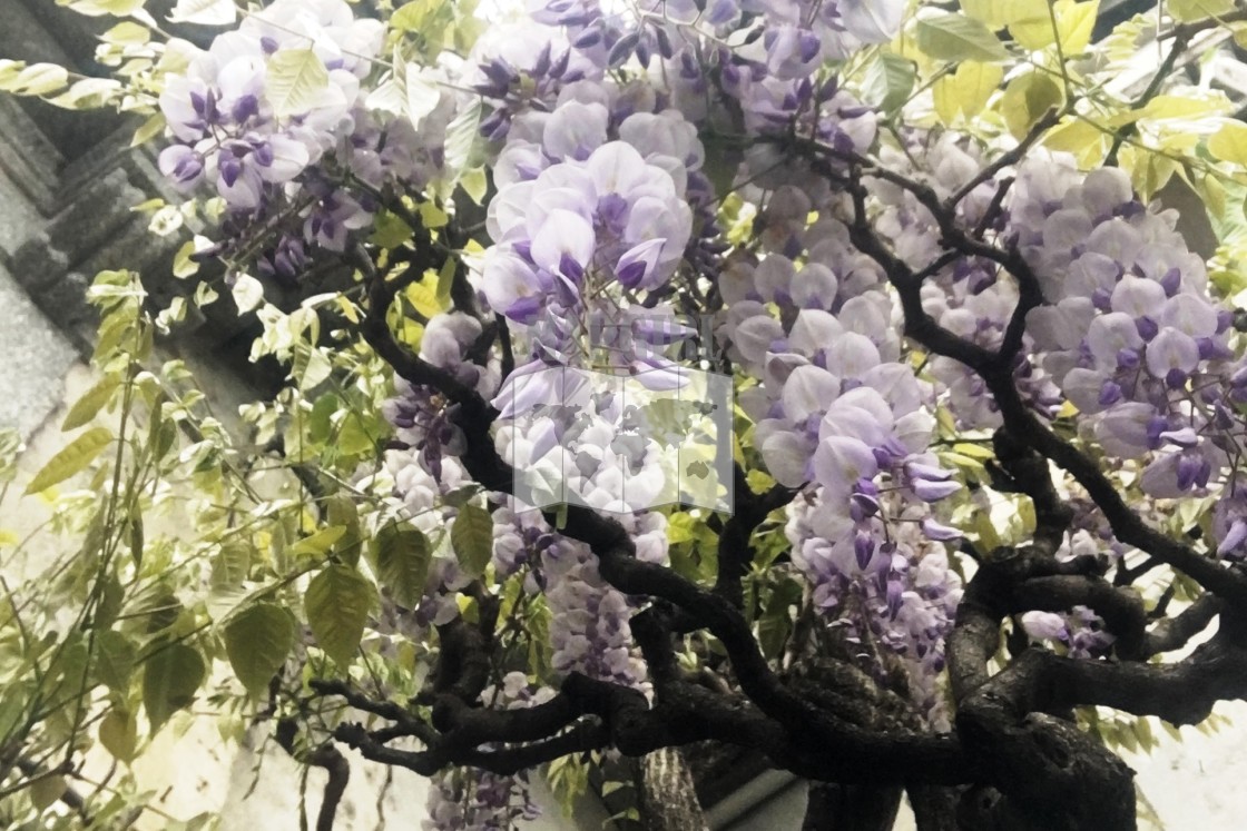 "Wisteria Blossom" stock image