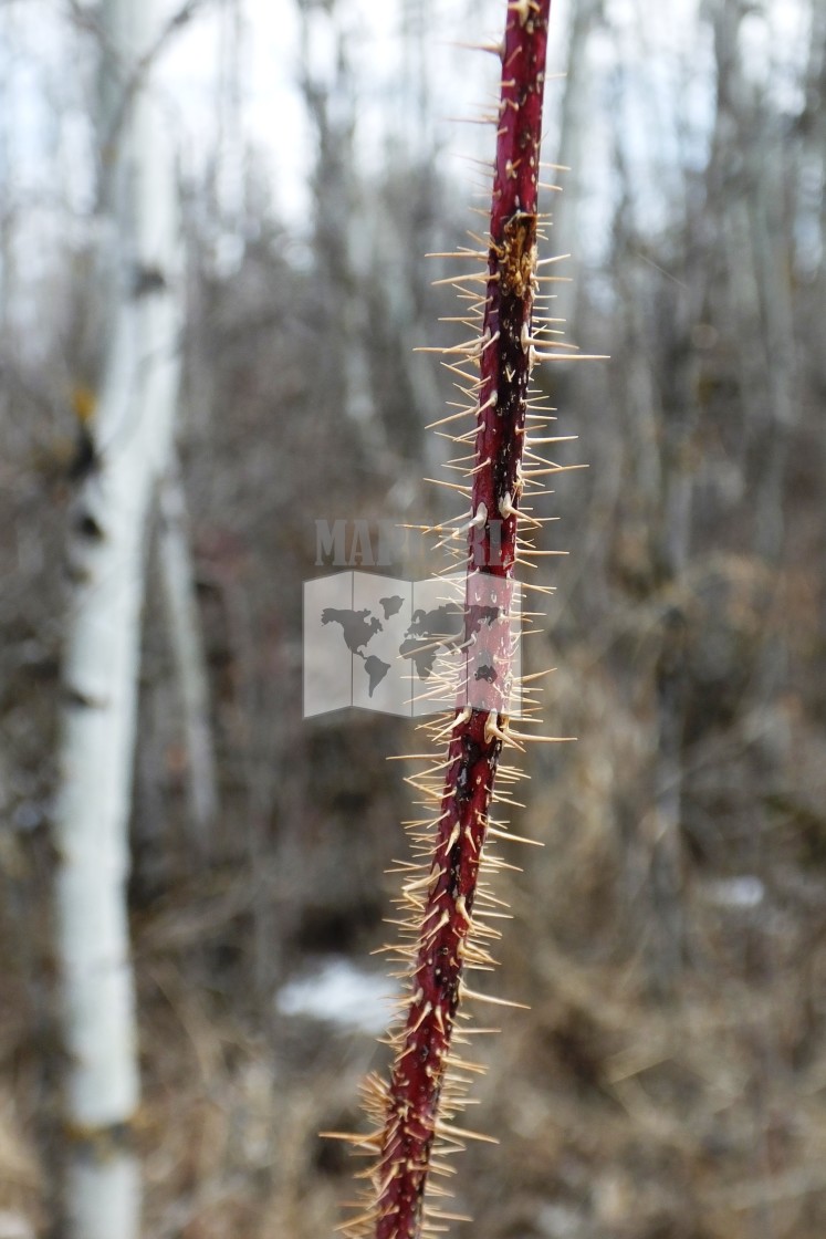 "Thorny" stock image