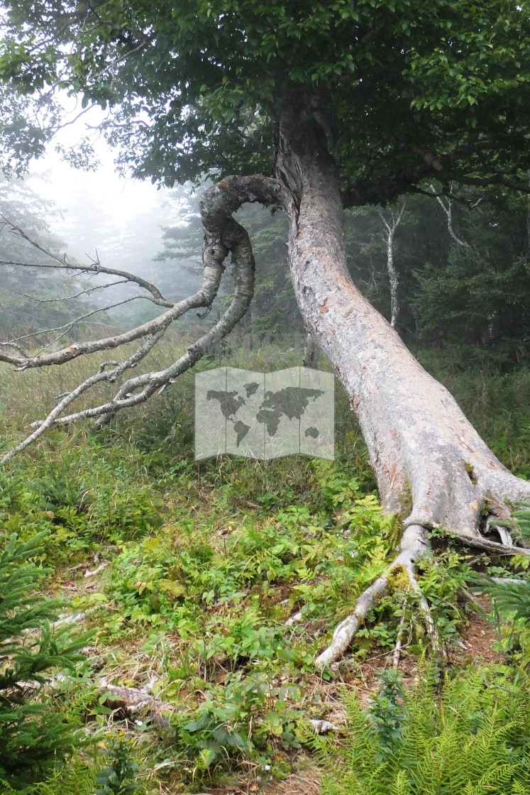 "Leaning Tree" stock image