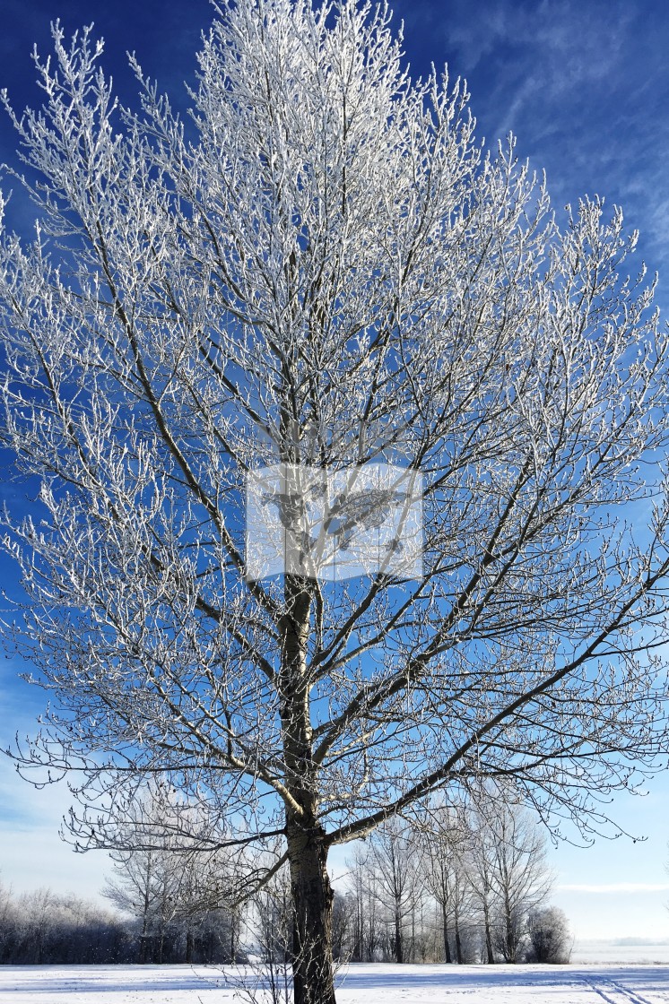 "Frost-Tipped Tree" stock image