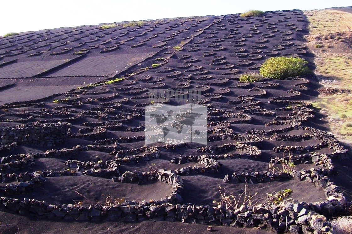 "Volcanic Vineyard" stock image