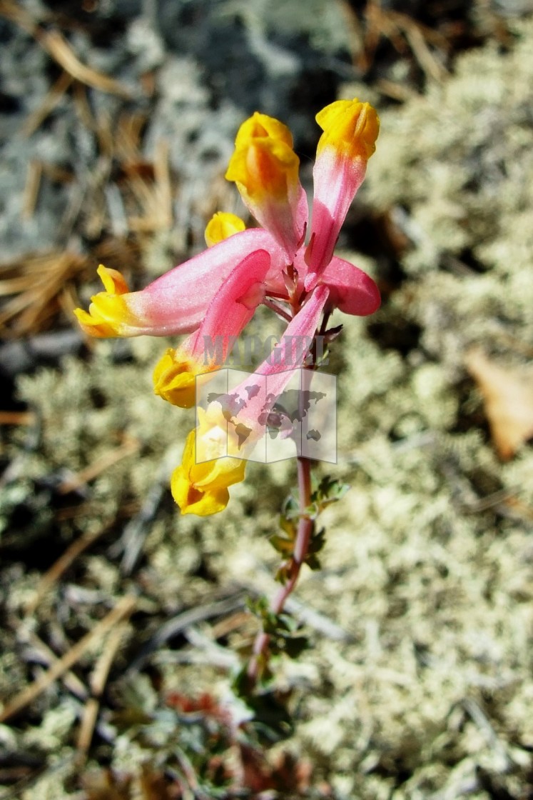 "Rock Plant" stock image