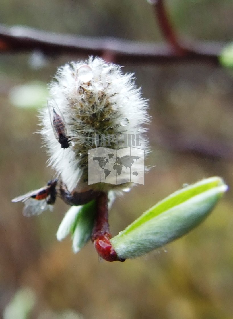 "Pussy Willow" stock image