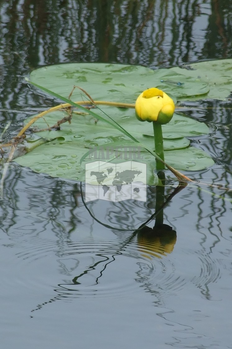 "Yellow Pond Lily Reflection" stock image