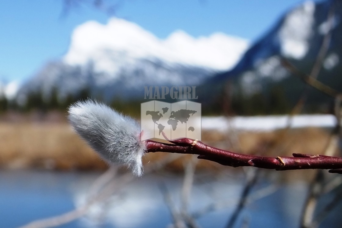 "Pussy Willow & Mount Rundle" stock image