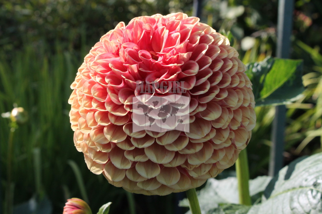 "Pink and White Dahlia" stock image