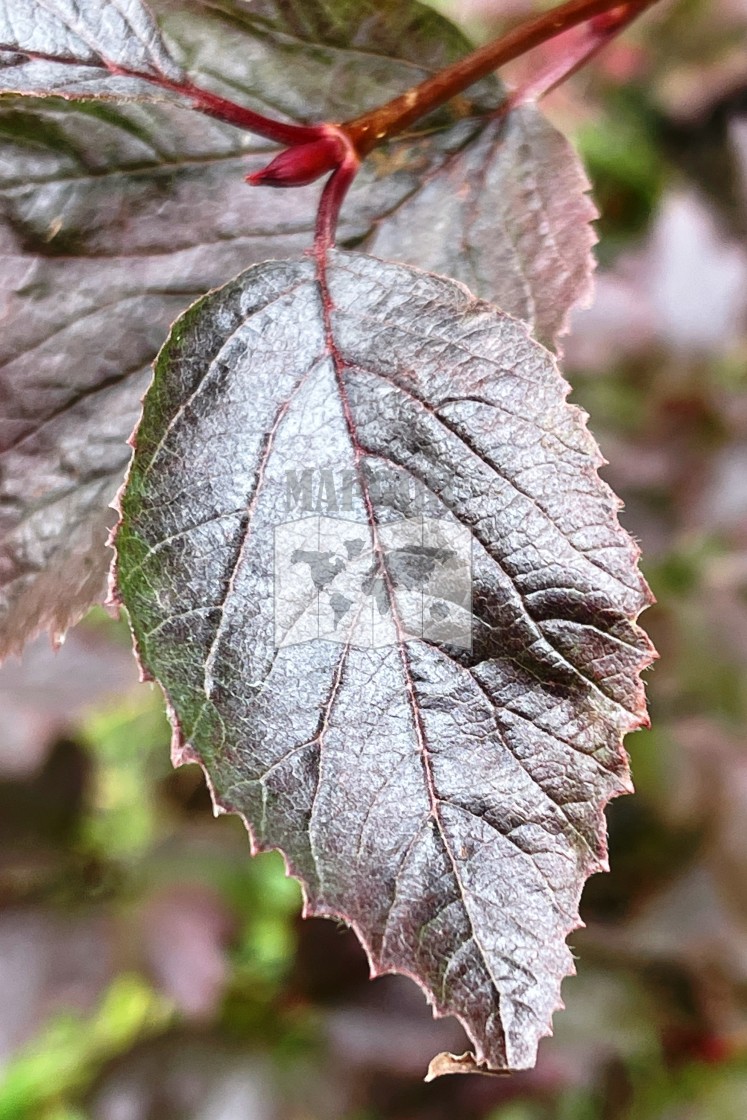 "Copper-Coloured Leaf" stock image