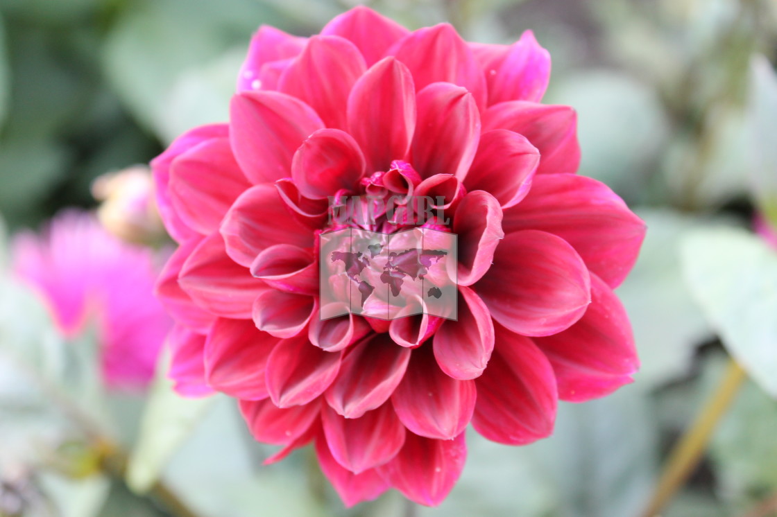 "Pink Dahlia" stock image