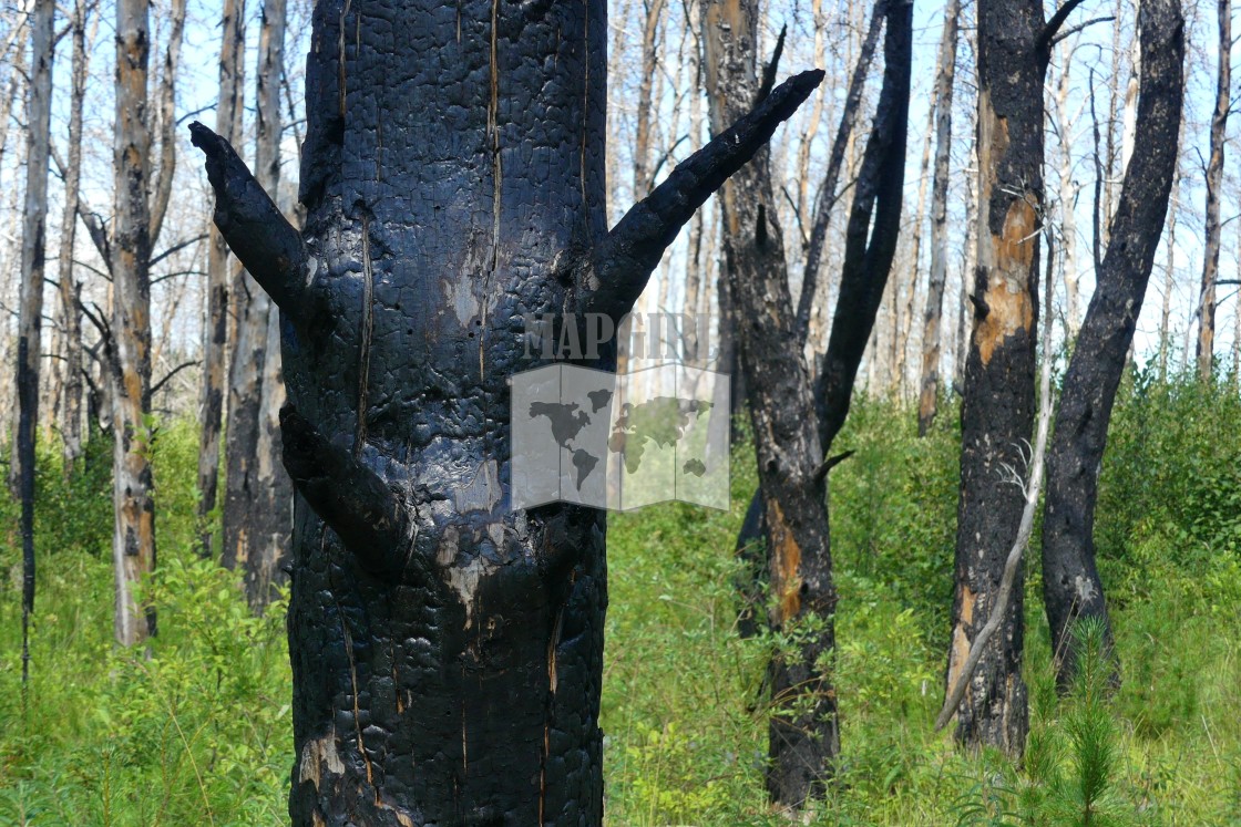 "Charred Tree" stock image