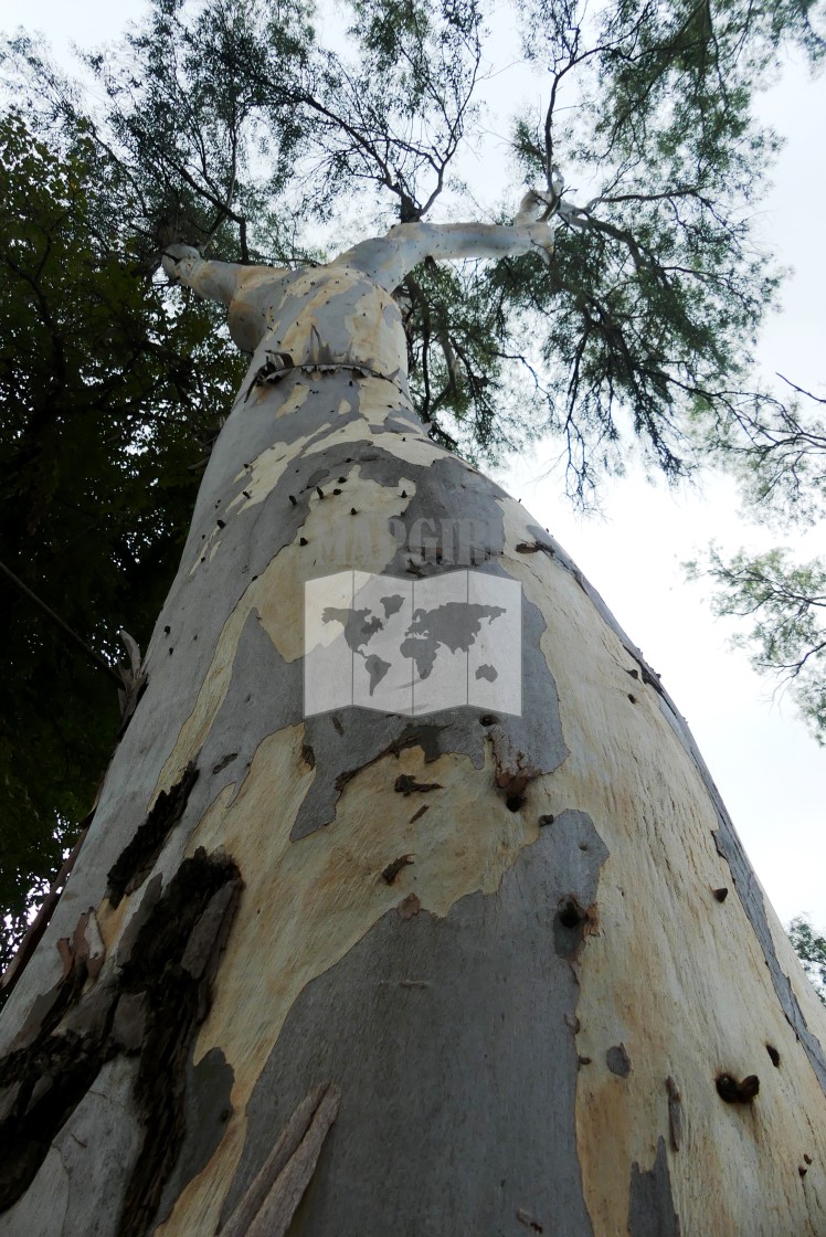 "Eucalyptus Tree" stock image