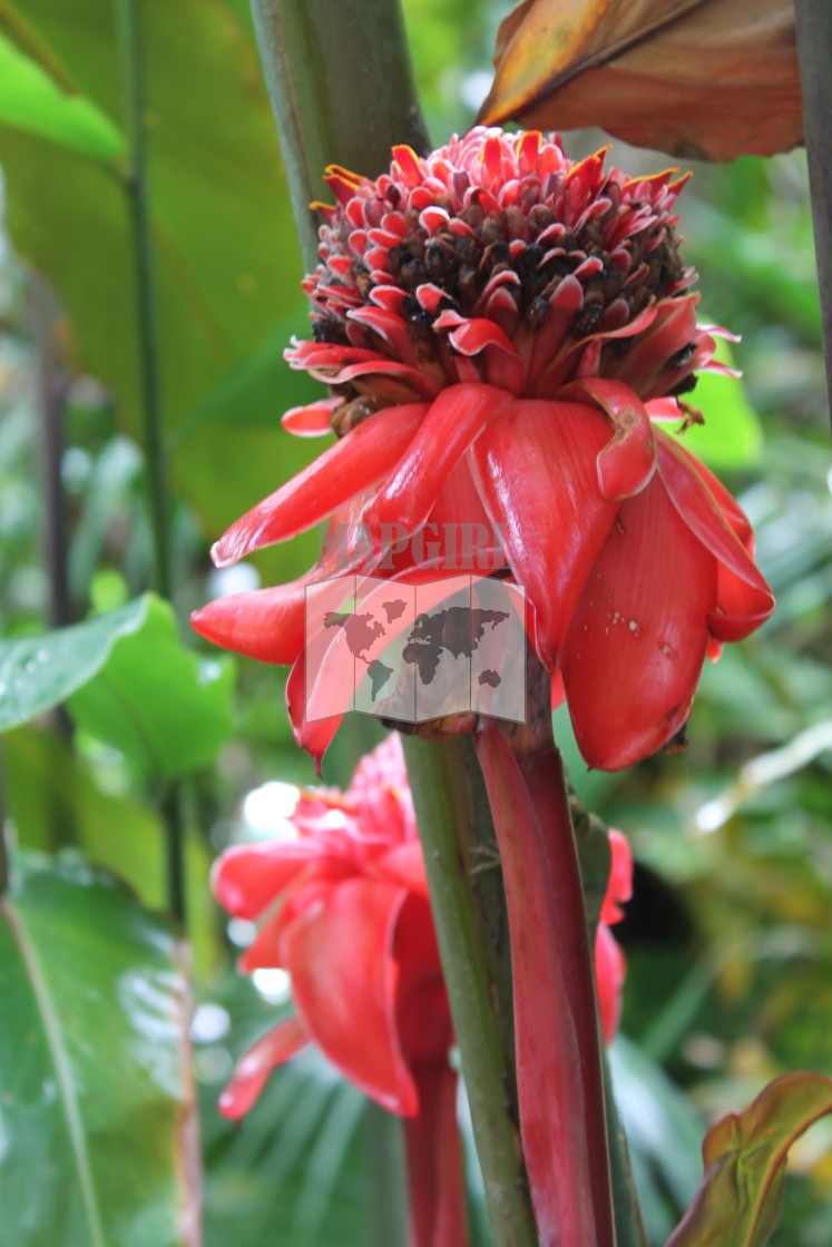 "Pink Torch Ginger" stock image