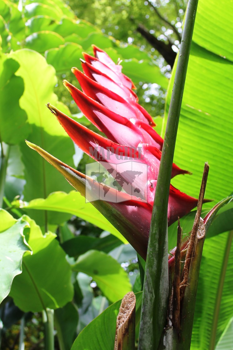 "Wild Plantain" stock image