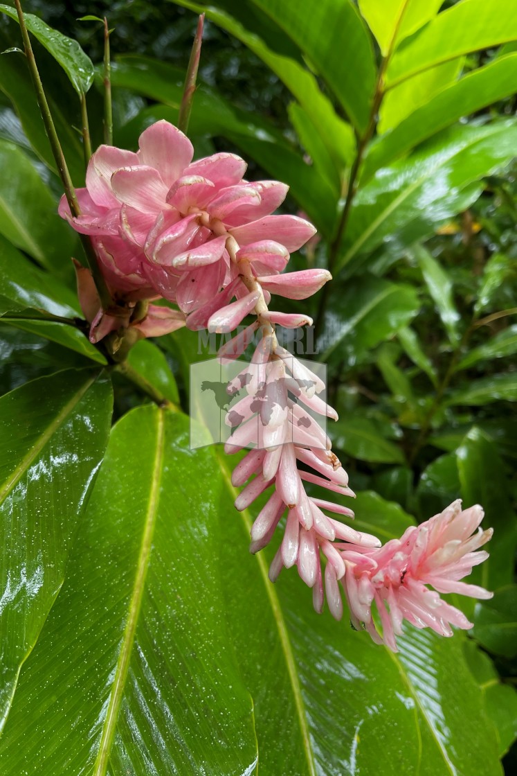 "Pink Ginger Lily" stock image