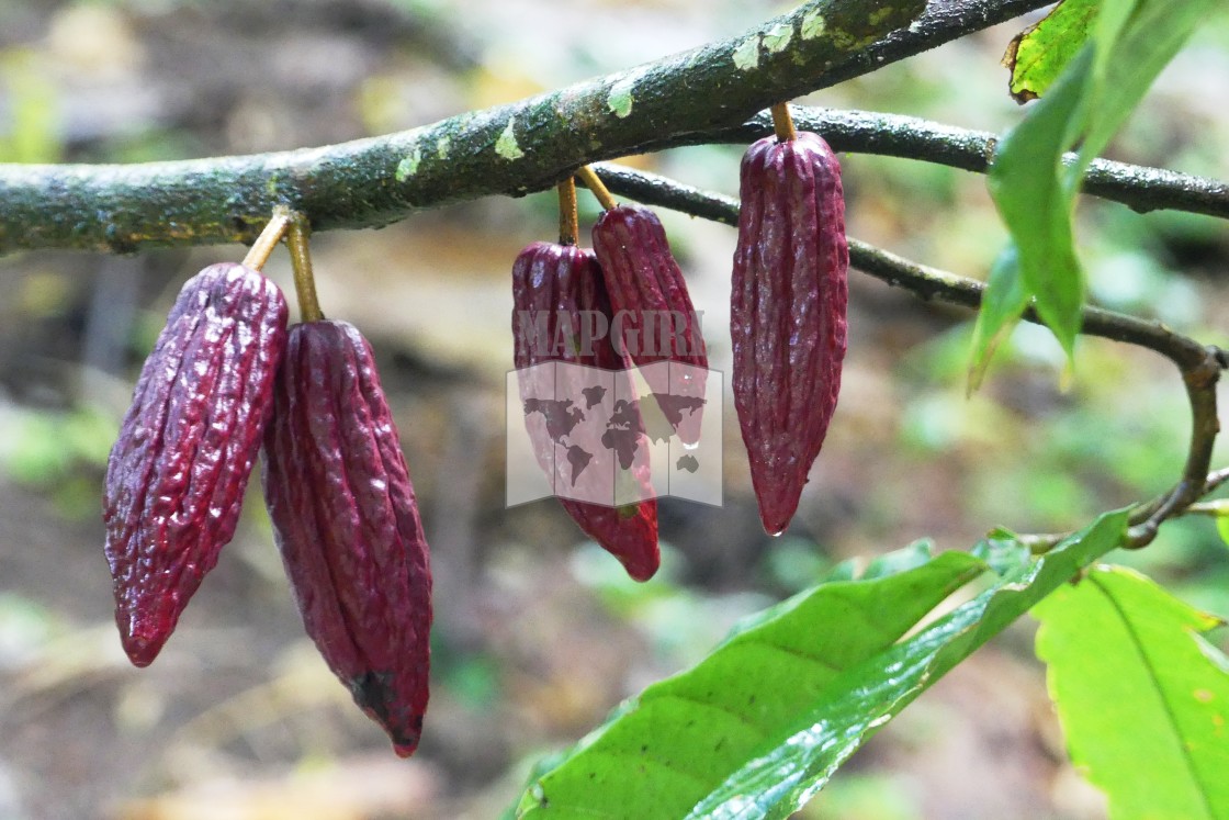 "Cocoa Pods" stock image